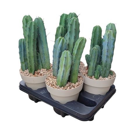 Myrtillocactus Geometrizans