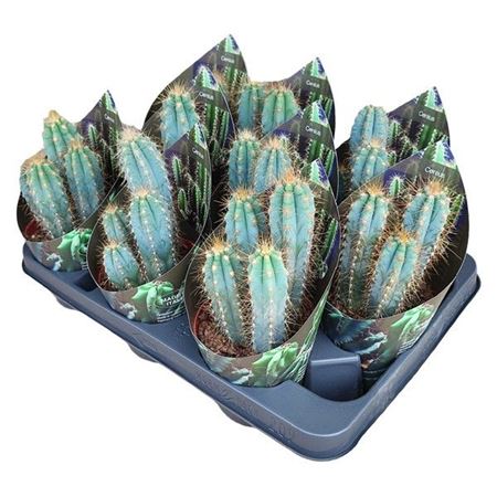 Pilosocereus Azureus Potcover