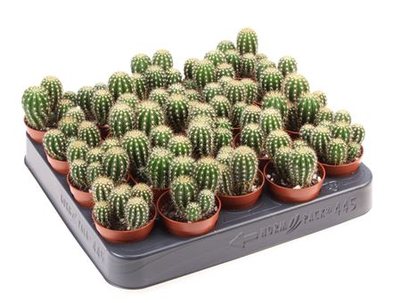 Trichocereus Spachianus