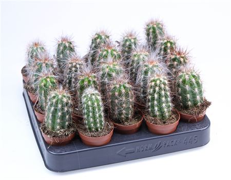 Oreocereus Celsianus