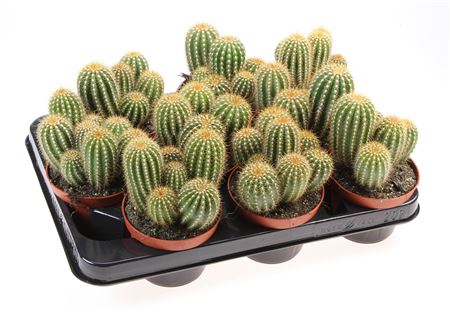 Trichocereus Spachianus