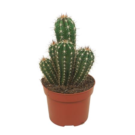 Pachycereus Pecten-aboriginum