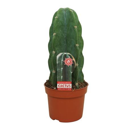 Cuddly Cactus 13 Cm Met Etiket