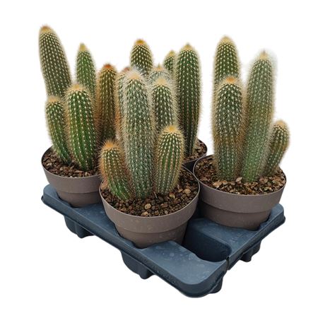 Weberbauerocereus Johnsonii