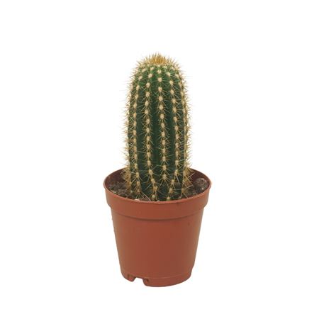 Trichocereus Narvaecencis