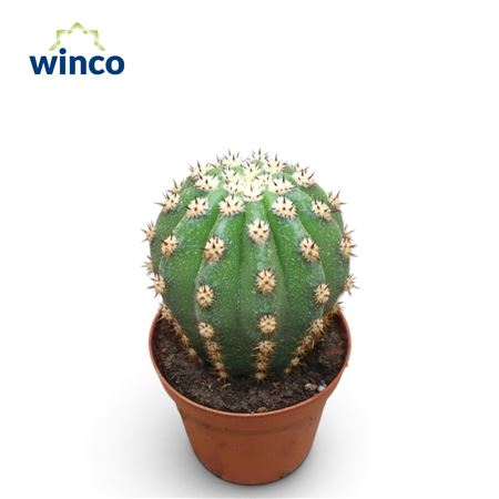 Trichocereus Grandiflorus