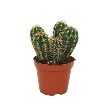 Pachycereus Pecten-aboriginum 8,5 Cm