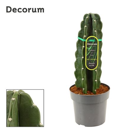 Cereus Jamacaru (decorum)