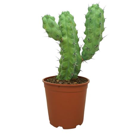 Myrtillocactus Geometrizans Fukurokuryuzinboku 27
