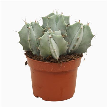 Ritterocereus Pruinosis