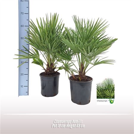Chamaerops Humilis