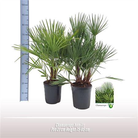 Chamaerops Humilis