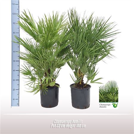 Chamaerops Humilis