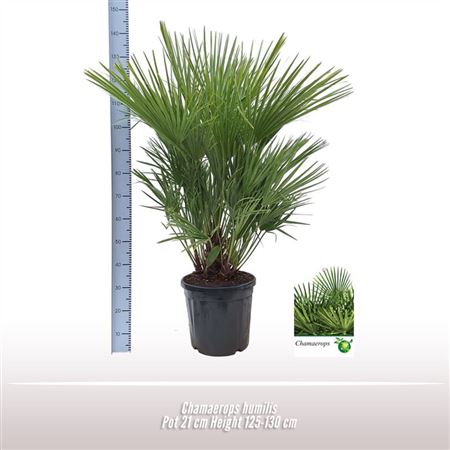 Chamaerops Humilis