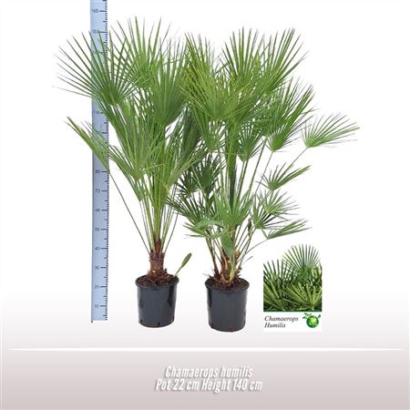 Chamaerops Humilis