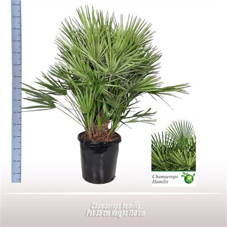 Chamaerops Humilis