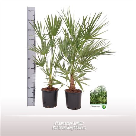 Chamaerops Humilis