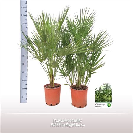Chamaerops Humilis