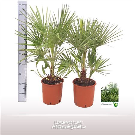 Chamaerops Humilis