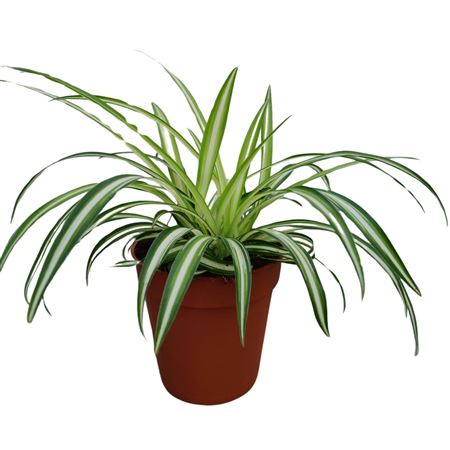 Chlorophytum Comosum Variegatum