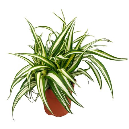 Chlorophytum Comosum Variegatum