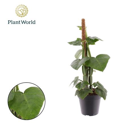 Cissus Quadran Mosstok