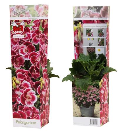 Pelargonium Orange Fizz Anti-mosquito