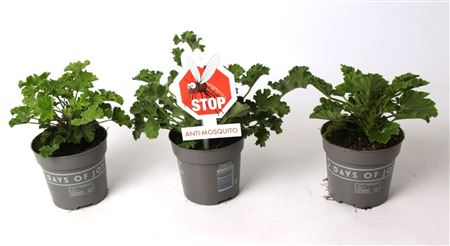 Pelargonium Anti-mosquito Mix