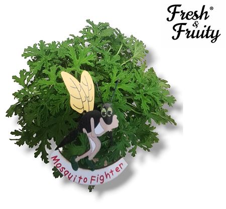 Pelargonium Frag Mosquito Fighter (fresh&fruity)