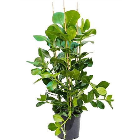 Clusia Rosea
