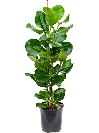 Clusia Rosea