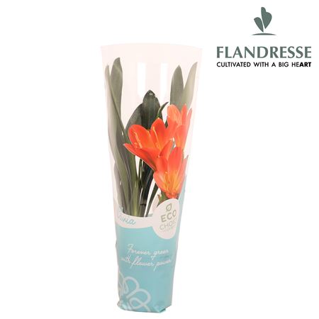 Clivia Flandresse Orange