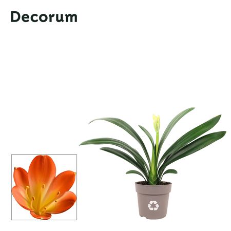 Clivia Oranje (decorum)