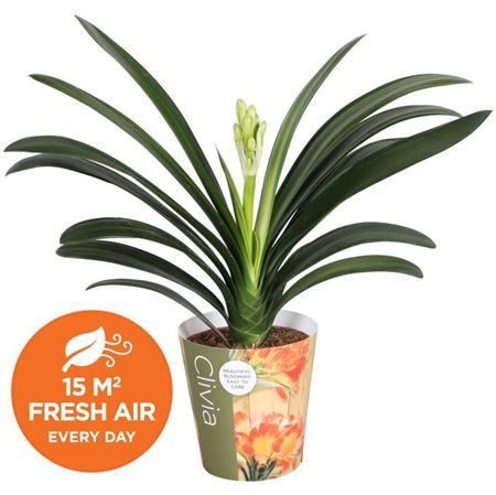 Clivia Miniata In Potcover