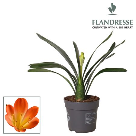 Clivia Orange Budget