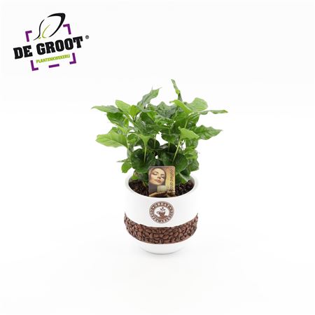 Coffea In Bonenpot
