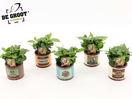 Coffea Arabica In Ceramic