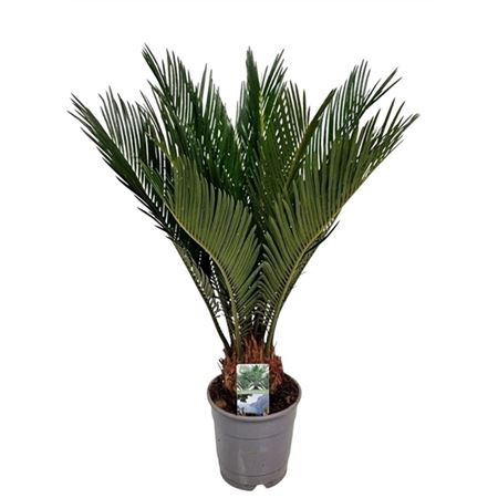 Cycas Revoluta 8+