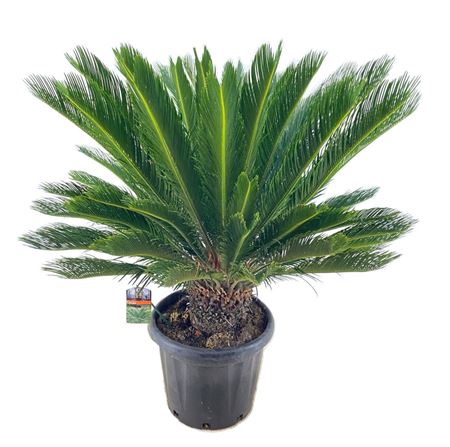 Cycas Revoluta 50+