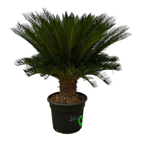 Cycas Revoluta On Stem