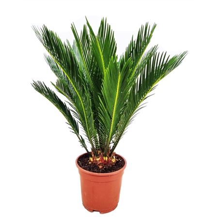 Cycas Revoluta 10+