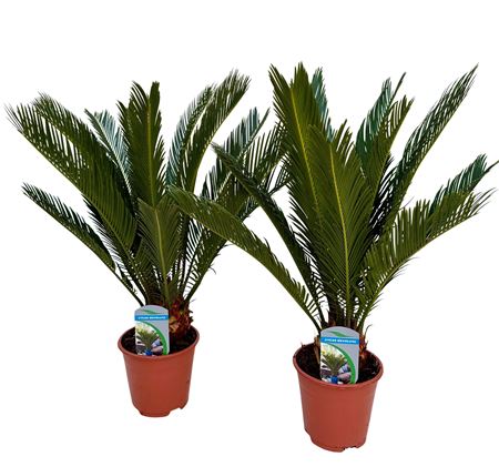 Cycas Revoluta 10+