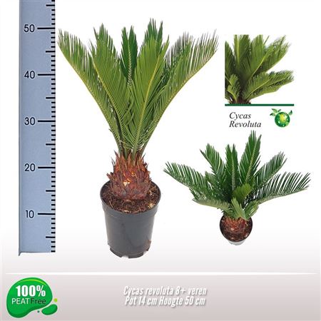 Cycas Revoluta 8+