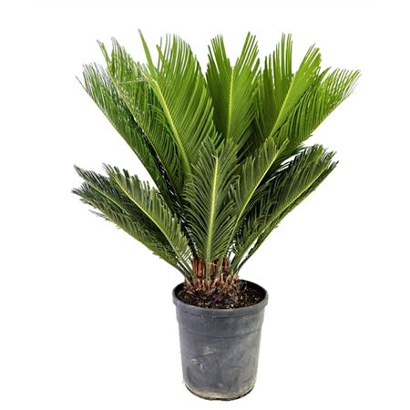 Cycas Revoluta 15+