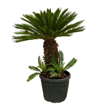 Cycas Revoluta