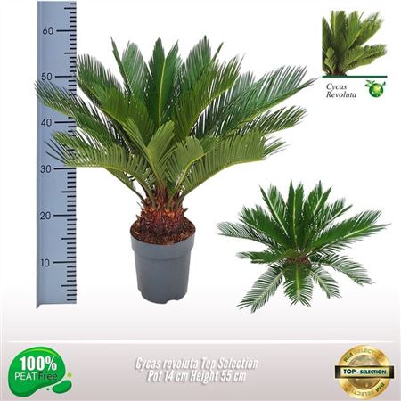 Cycas Revoluta 14+ (top Selection)