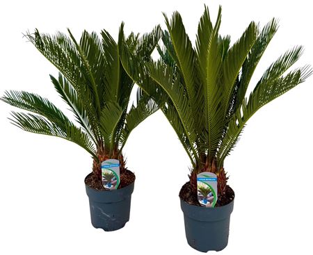 Cycas Revoluta 12+
