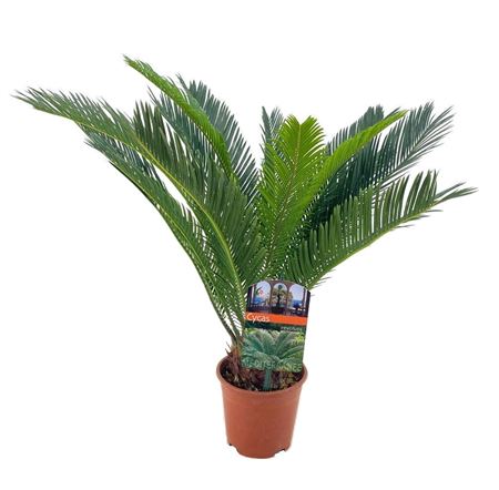 Cycas Revoluta 10+