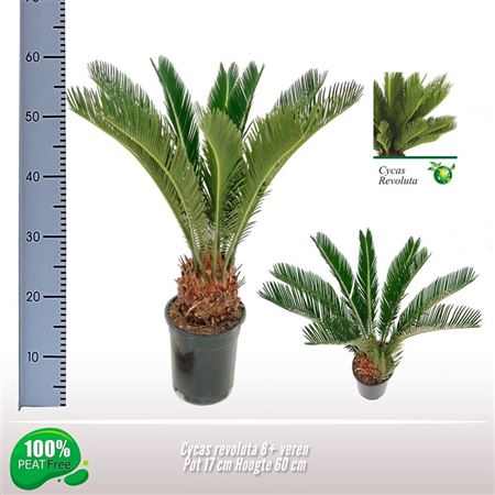 Cycas Revoluta 8+