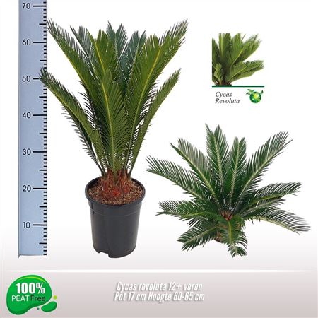 Cycas Revoluta 12+